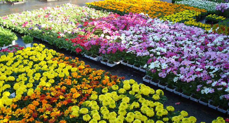 Flower Nursery Montana Primary Care Ociation Flower Nursery Montana Primary Care Ociation
